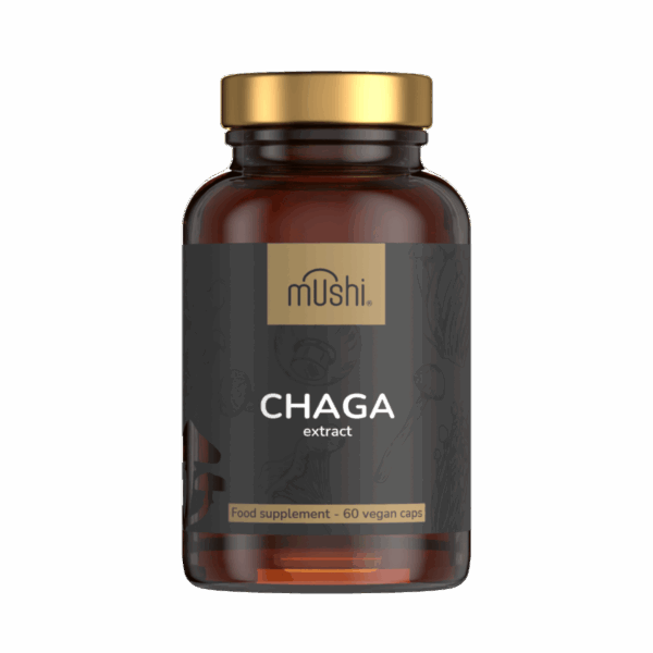 chaga gyógygomba
