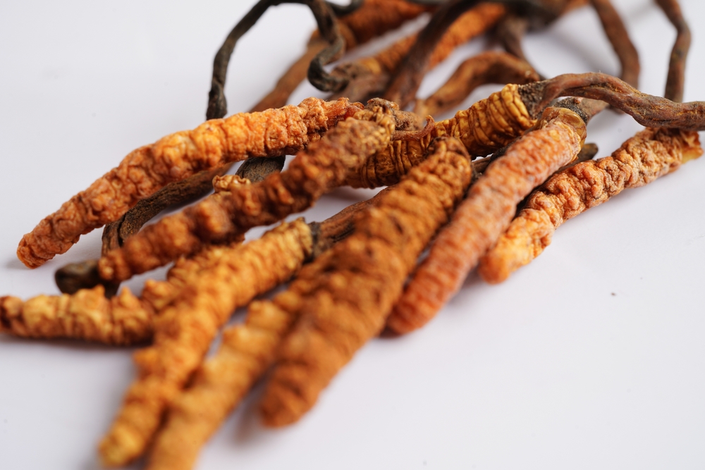 Cordyceps- kínai hernyógomba